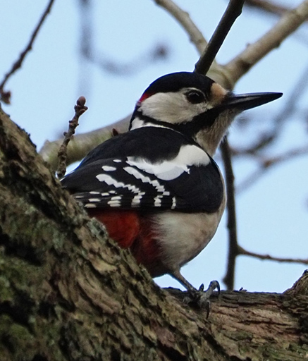 Buntspecht, Picoides major